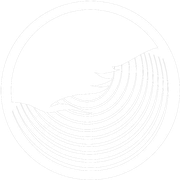 Palomino